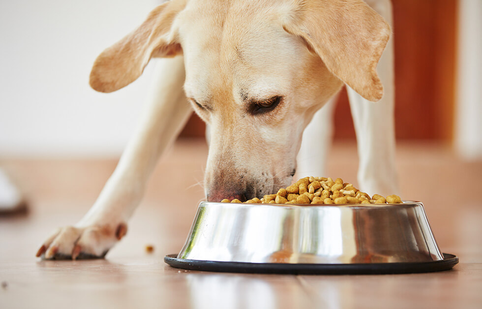 Dry Kibble