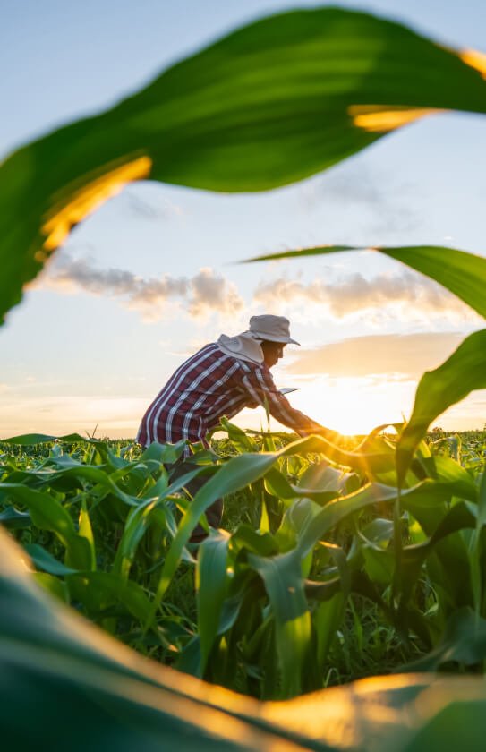 SMS Farmer Membership System